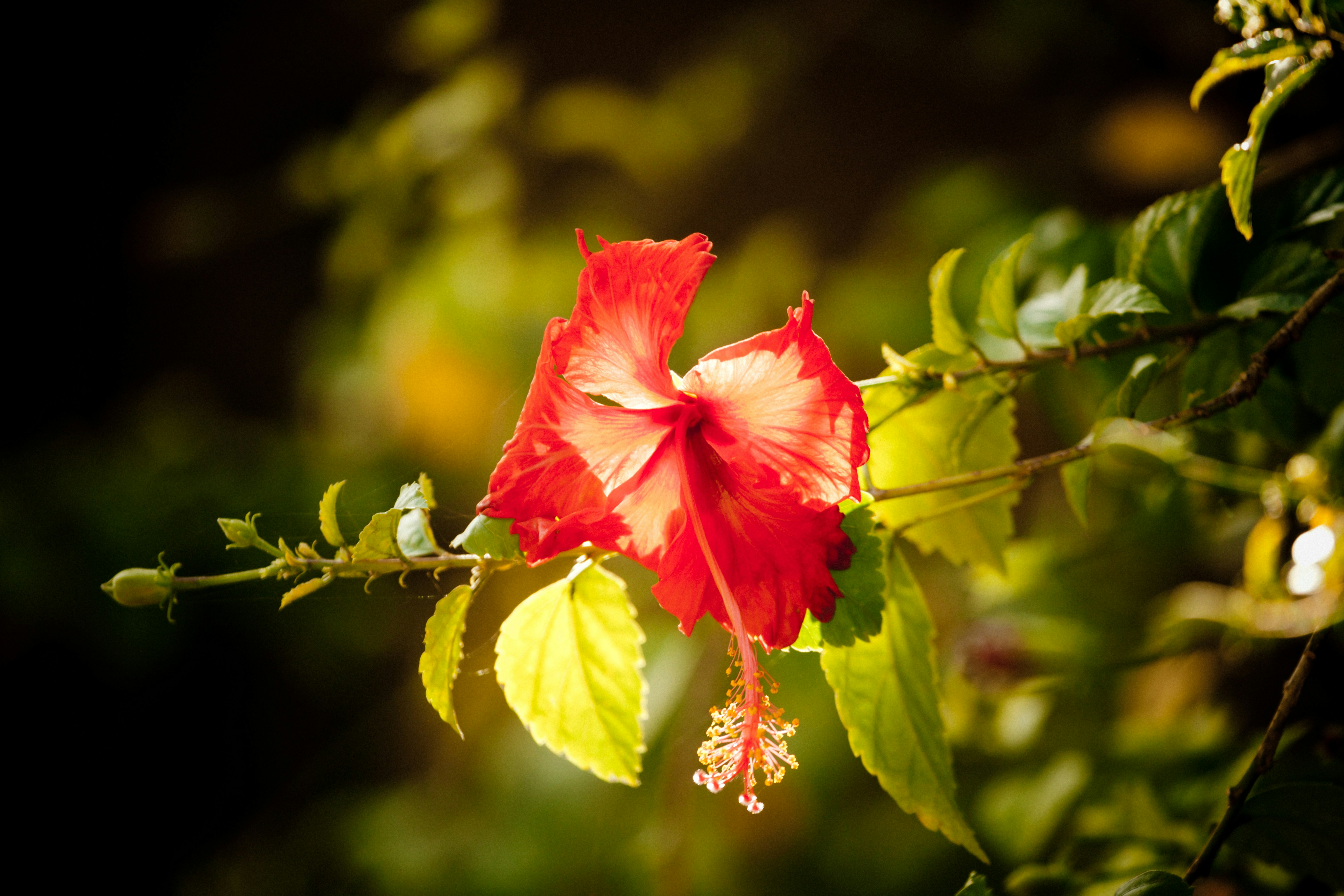 red hibiscus in bloom during daytime